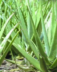 Aloe Vera Bitkisini Evde Yetiştirmenin Faydaları