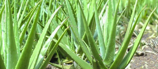 Aloe Vera Bitkisini Evde Yetiştirmenin Faydaları